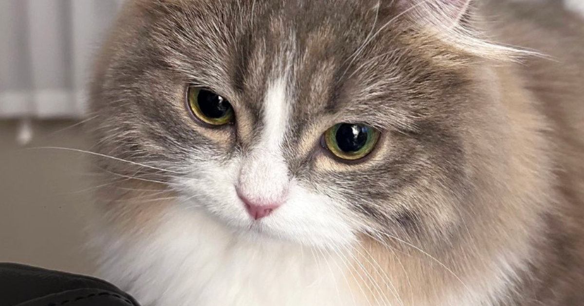 ふわっふわの猫→『体を濡らした』結果…「もはや違う生き物やんｗ」「別猫すぎてビックリ」衝撃の『ビフォーアフター』に２万いいねの反響