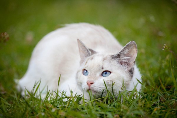 白いマンチカンが欲しい！子猫の値段の相場とおすすめブリーダー5選