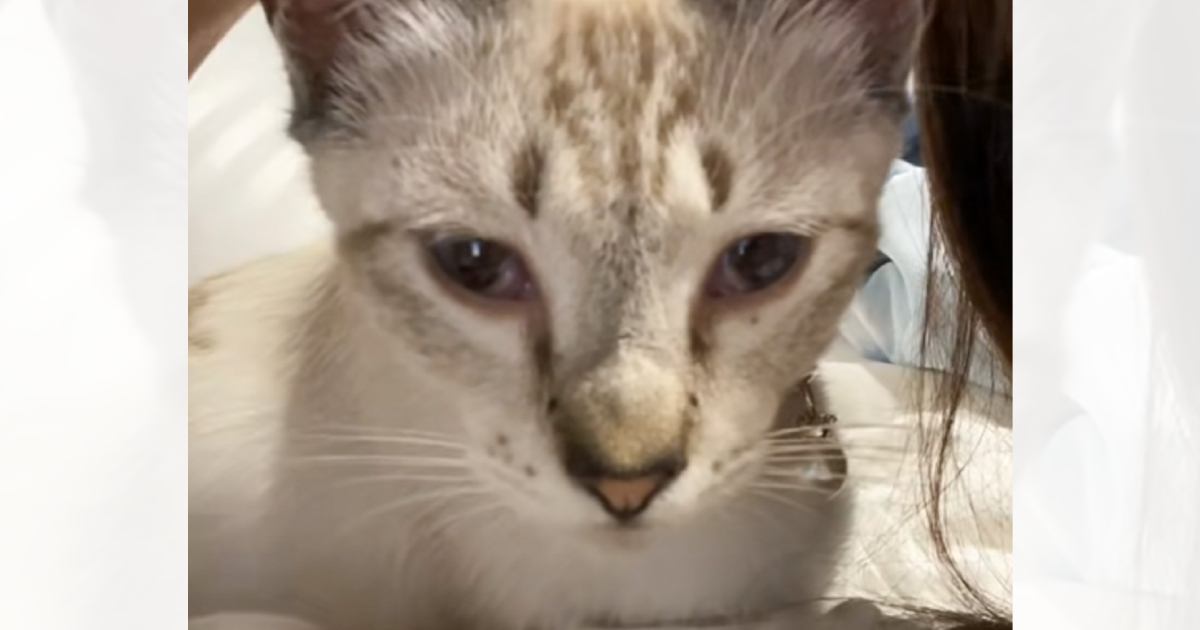 猫の姿に違和感を感じた飼い主さん→過去の様子と見比べてみると…劇的な『見た目の変化』が22万再生「彼氏から旦那になった感じｗ」「垢入りｗ」