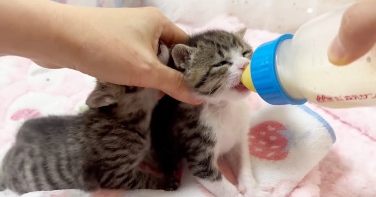 早くミルクが飲みたい子猫と『絶対に譲りたくない子猫』…可愛すぎる『攻防戦』が35万再生「めちゃめちゃ癒される」「ずっと見ていられる」