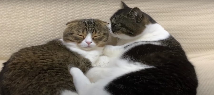 『まったりタイム♡』甘えん坊なパパ猫さんとイケメンな息子猫さん