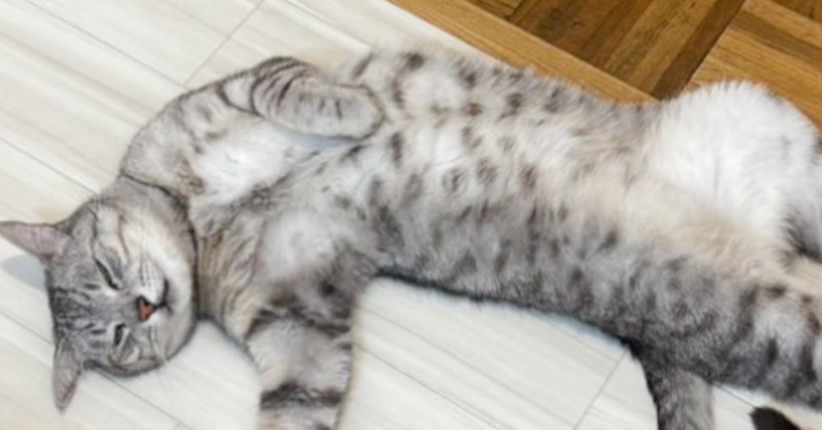 ダイイングメッセージが残っていれば完璧なのに…床で寝ている猫を見たら→『まさかの体勢』に6万いいね「撃たれたかのようなｗ」「吹いたｗｗ」