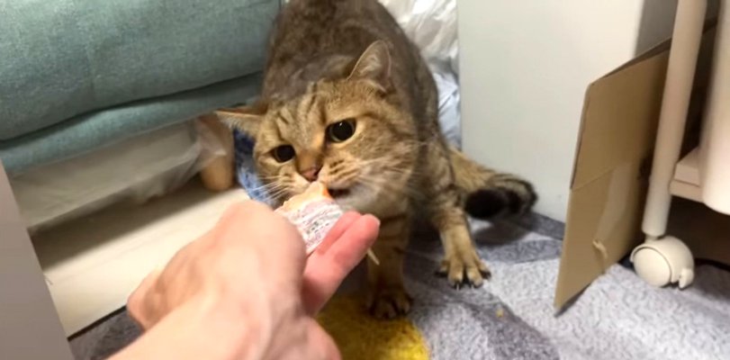 おやつ発見！宝箱で見つけちゃった猫ちゃん♪