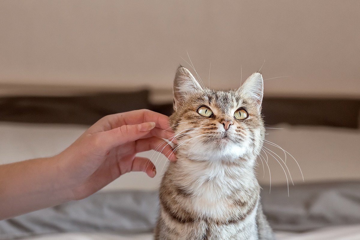 猫が触られるのを嫌がる『体の部位』5つ　苦手に感じる理由から喜ぶ場所までご紹介