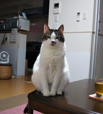 猫に長生きしてもらうために今すぐにできる５つのこと