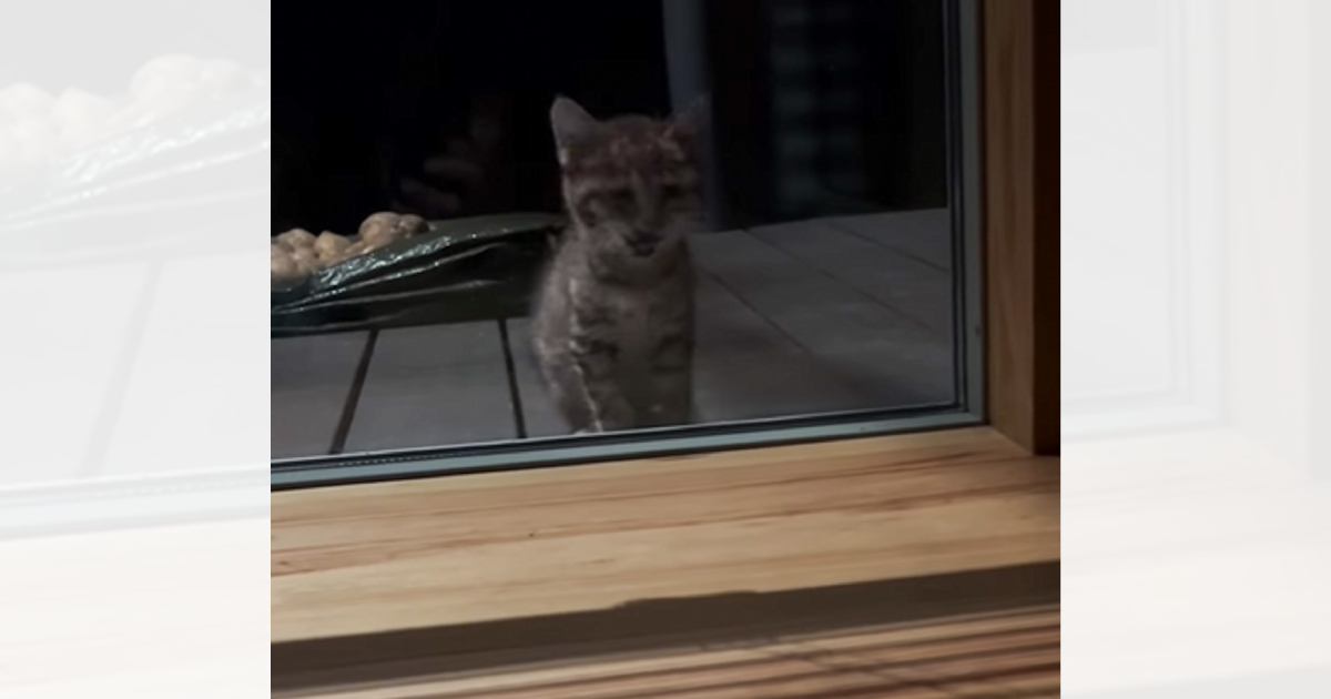 室内を覗き込んできた『ボロボロの子猫』を保護した結果…涙あふれる『３年後の光景』に「すっかり別の猫」「素敵」と感動の声続出