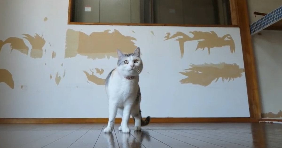 猫たちが集まる『仕事部屋』を作るために…DIYで『ボロボロの廃墟を大改造』した結果…1年半の記録が45万再生「クオリティが高すぎる」