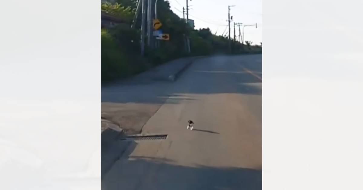 運転中に『何かが飛び出してきた』と思ったら…小さな子猫との『出逢いの光景』が泣けると107万再生「優しさに涙が出た」「感動しかない」