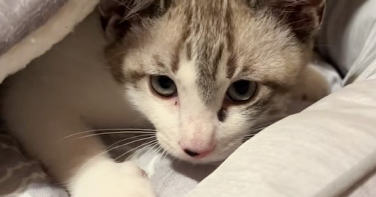 毛布をチュパチュパしていた猫→飼い主さんの視線に気づいた次の瞬間…『可愛すぎる光景』が40万再生「閉店しますって感じｗ」「恥ずかしいねｗ」