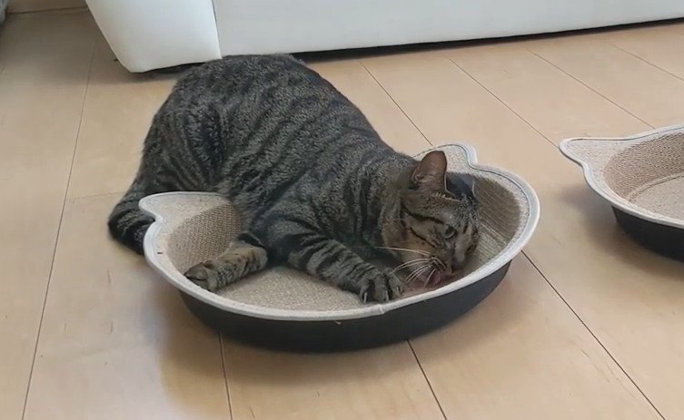 新しい爪とぎをプレゼントされた猫ちゃん達の反応