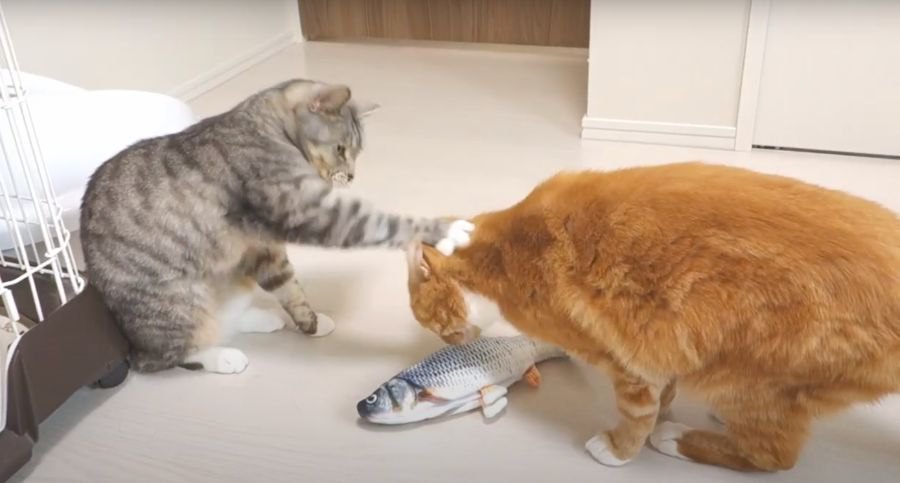 魚の取り合い！先に姉猫へ勝負を仕掛けるも…やっぱりこうなっちゃう妹猫