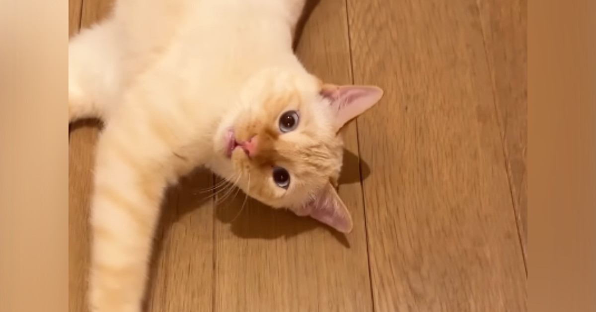 飼い主さんが帰ってきた瞬間…思わず笑顔になる『猫の可愛すぎる反応』が16万再生「もうニヤニヤが止まらない」「よかったねぇ〜」