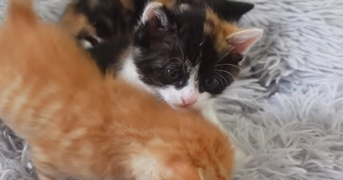 クッションの上にいる『4匹の子猫』→少しずつ体を寄せ合っていくと…可愛すぎる光景に「たまらない景色」「幸せな気持ちになった」の声