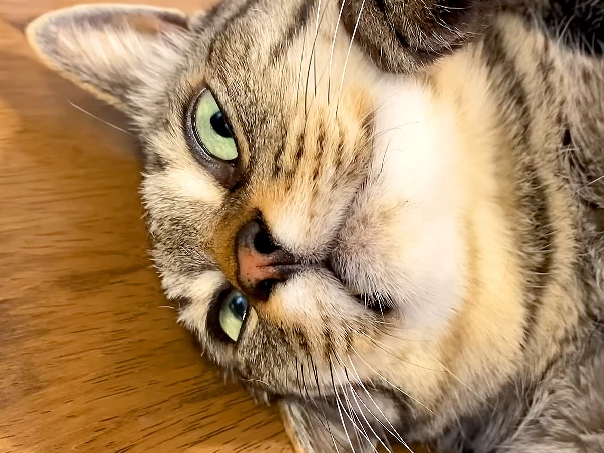 作業をしようとしたら、３匹の猫が順番にやってきて…甘えたくて見せた『まさかの行動』が話題「お互いに溺愛しあってる」「ドアップかわよ」