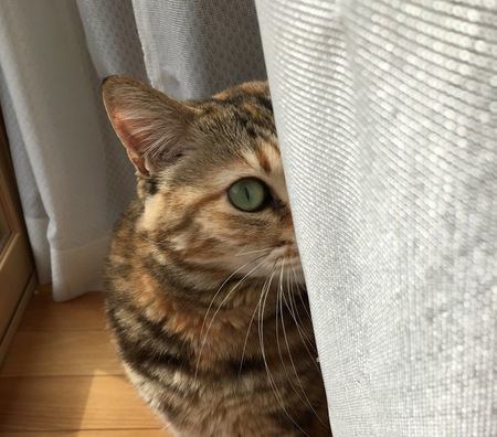 猫が飼い主のことを嫌いになった時にする行動４つ