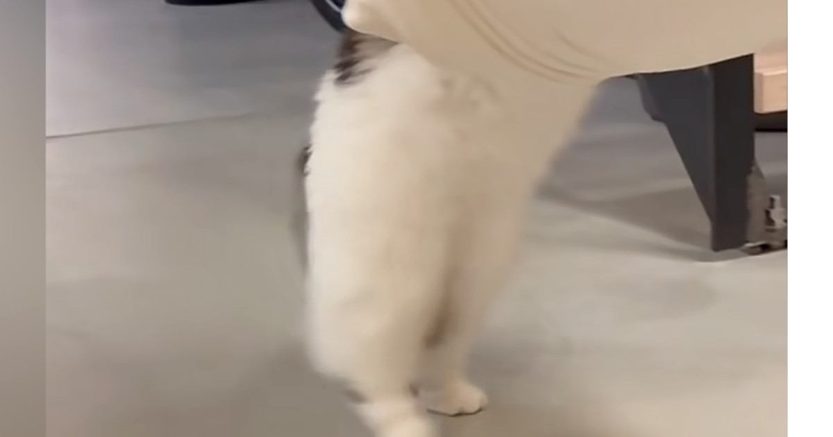 ハンモックの上に挟まっているおもちゃを『取ろうとした猫』…可愛すぎる『動き』が51万再生「しっぽ踏むのかわいいｗ」「酔っ払いすぎｗ」