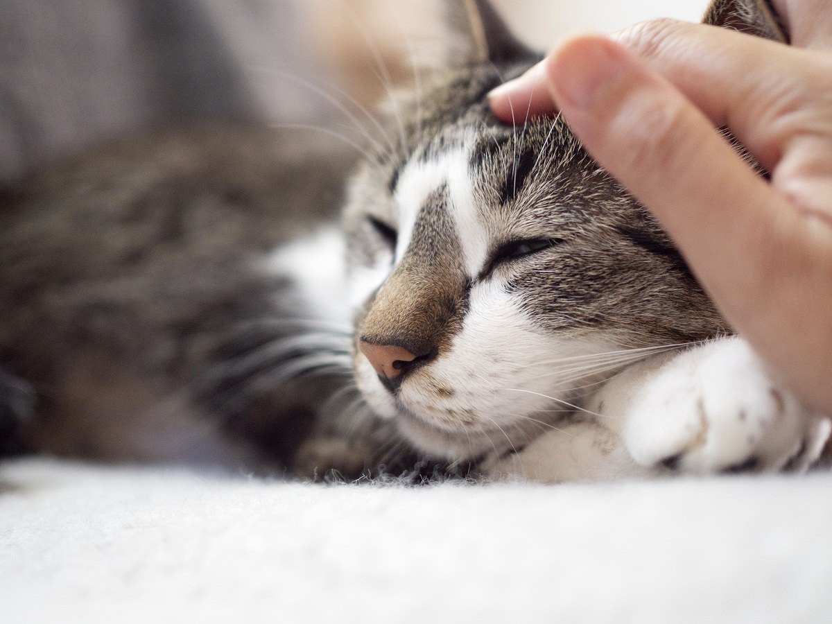 猫の終末期医療。飼い主にできることとは？