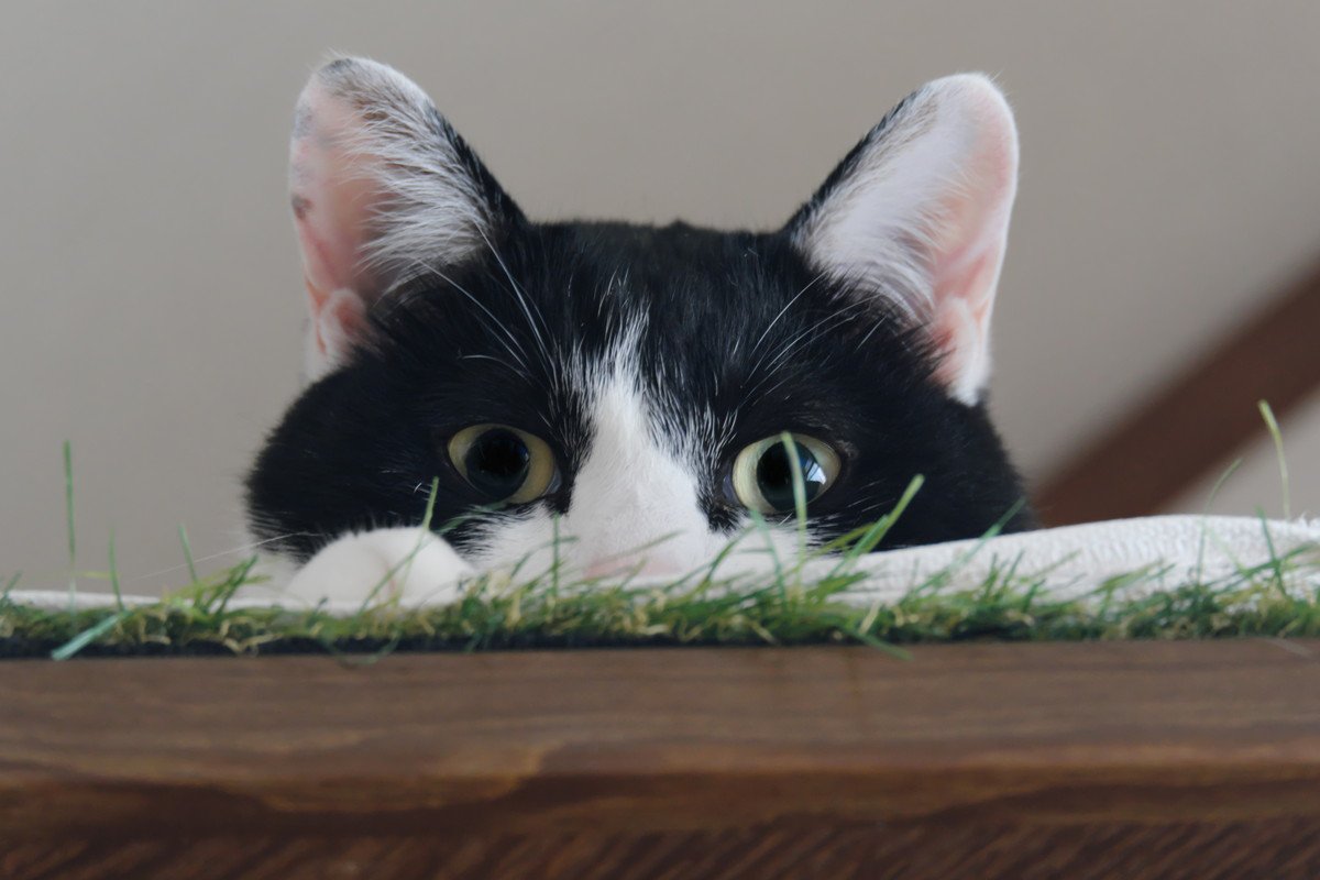 猫があなたを『遊びに誘っている』ときにみせるサイン3つ　実は見逃しているかも？猫が喜ぶ応え方まで
