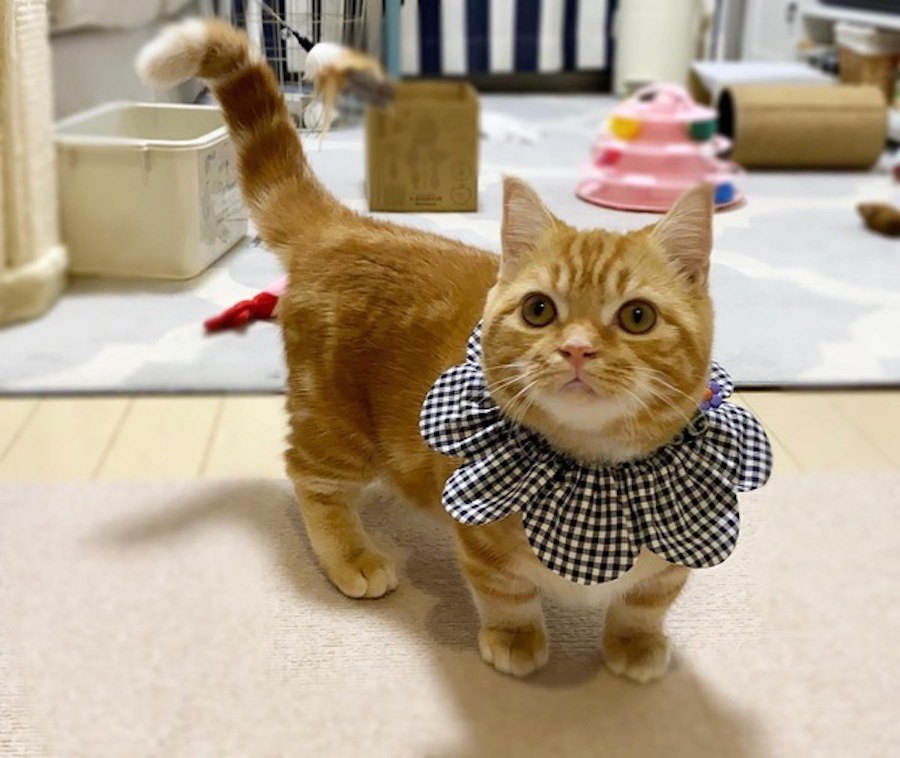 洋服嫌いな猫にもオシャレしてもらいたい！オススメ「映え」グッズ３種