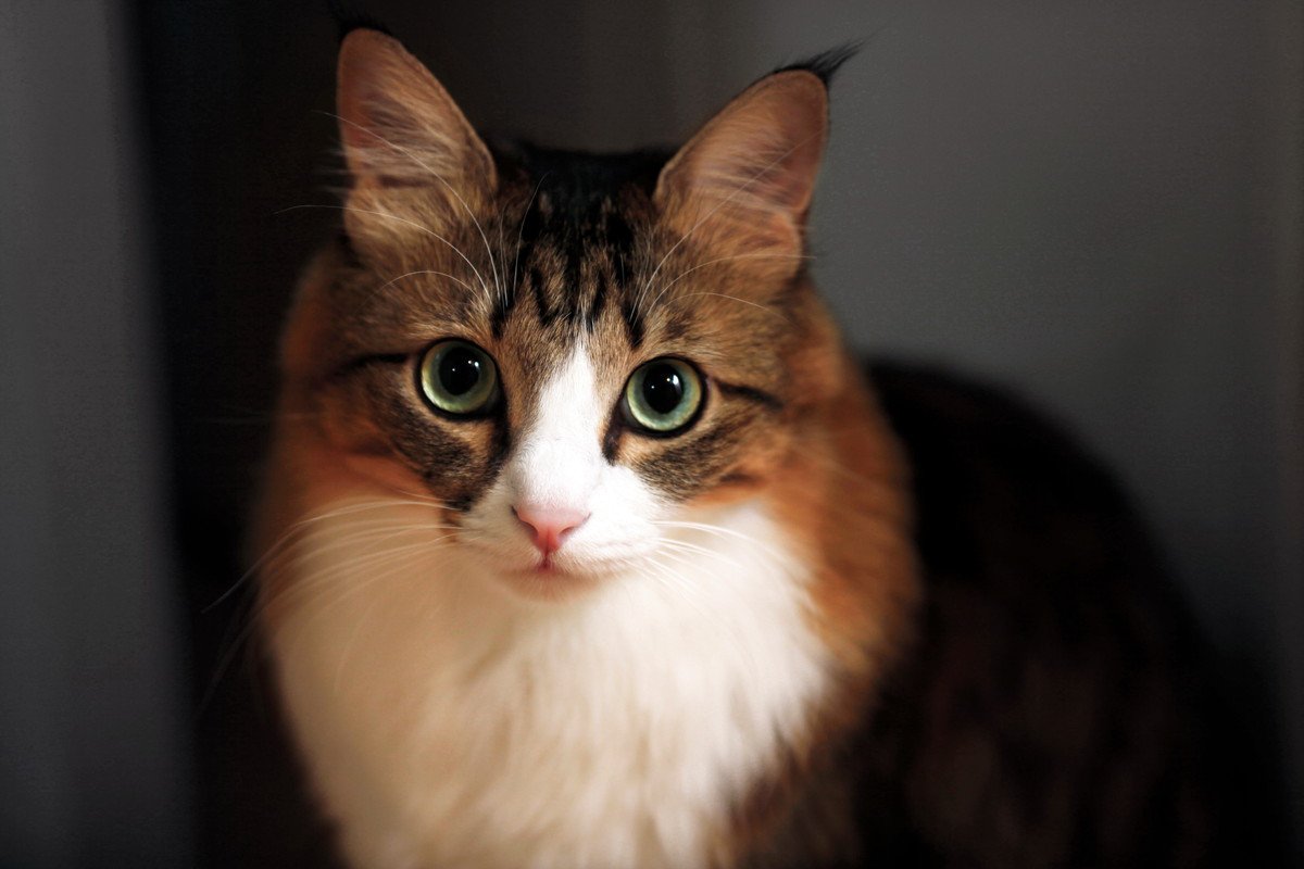 猫には『苦手な色』があるって本当？3つのカラー別に理由を解説