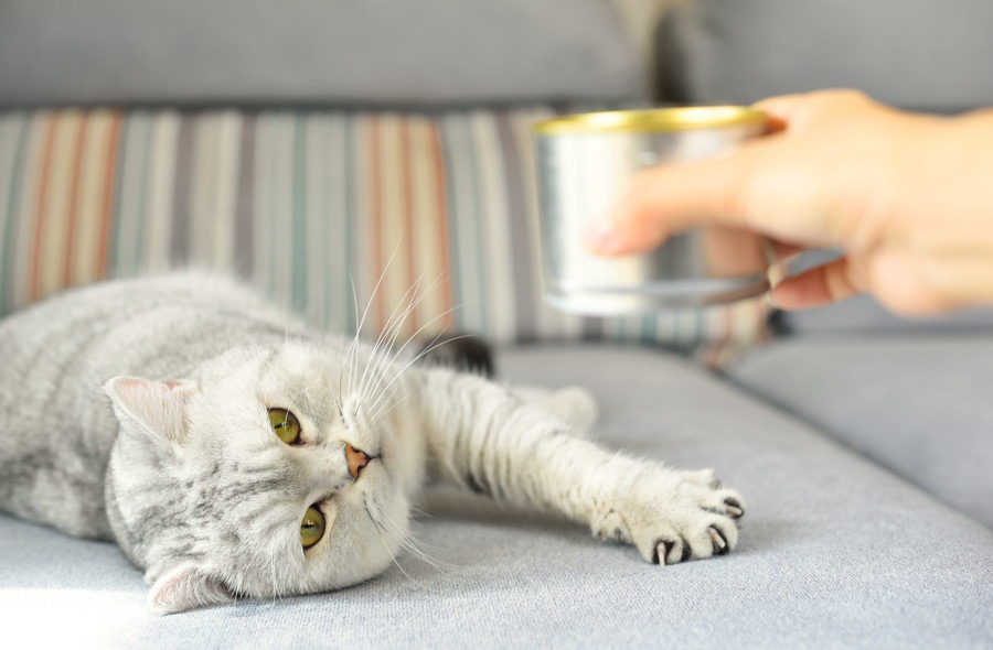 猫の缶詰の選び方とおすすめ商品5選