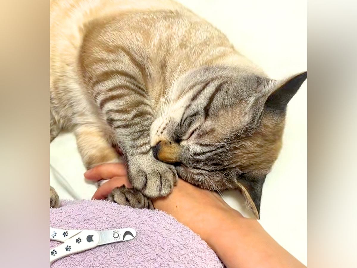爪切りが嫌いなネコ→ママの手をつかみ…どうしても阻止したくて見せた『演技』に反響「狸寝入りならぬ猫寝入り」「永遠に切れへんやつやｗ」
