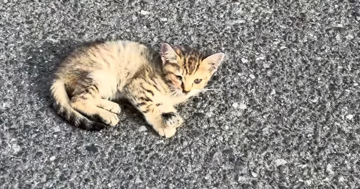 駐車場で見かけた、元気のない子猫→数日後、『道路の真ん中』で発見され…保護したときの記録に「出会えてよかった」「涙が出る」と34万再生
