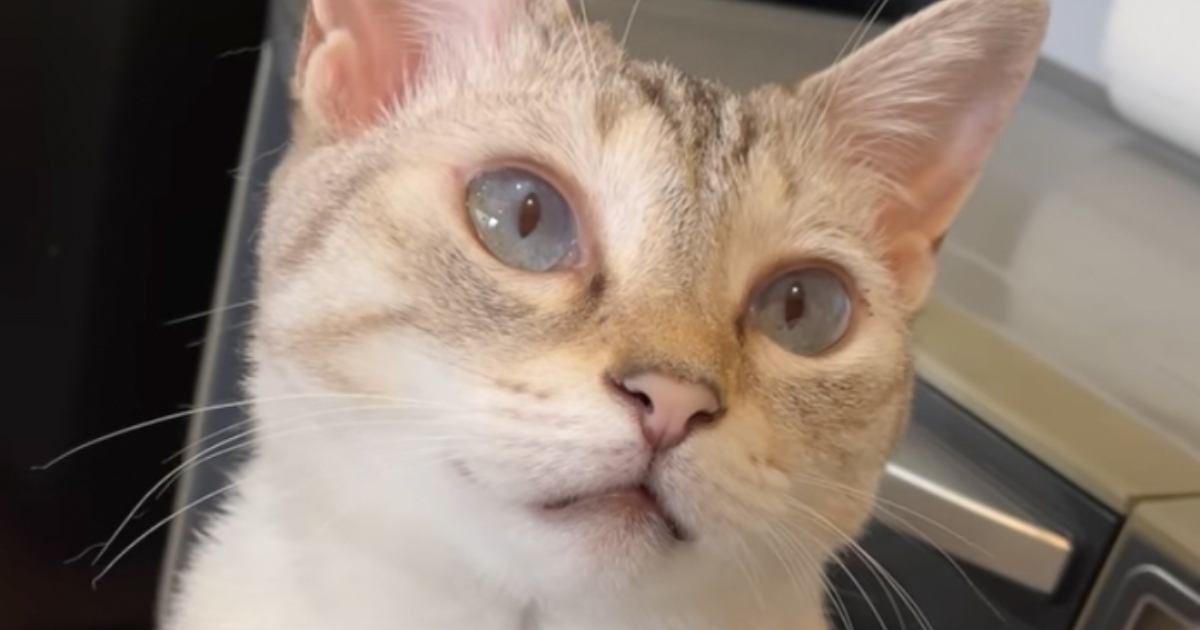 飼い主さんに気づいてほしくて……猫が見せた『コミュニケーションの取り方』が可愛すぎると１万いいね「素敵な表情」「透明感がすごい」