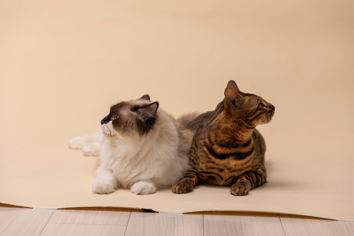 猫の多頭飼いで避けるべき『仲の取り持ち方』3選　逆効果になりうる理由や正しい接し方も解説