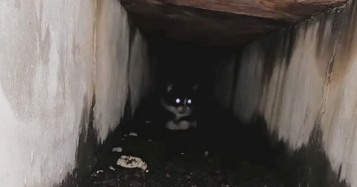 排水溝の奥で『鳴いていた子猫』を救出→約７年後…胸が熱くなる『現在の光景』に反響「愛しすぎて泣ける」「立派なボスになったね」