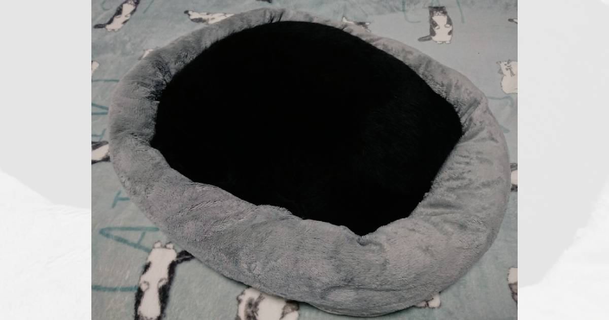 『丸くなって寝ている黒猫』を見てみたら…穴があいているようにしか見えない『衝撃の光景』が100万表示「深淵だ」「ブラックホール」