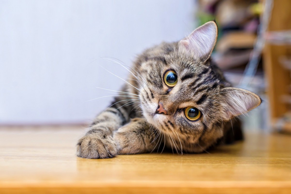 初心者猫飼いさん必見！『スルーしてもOK』なこと５つ