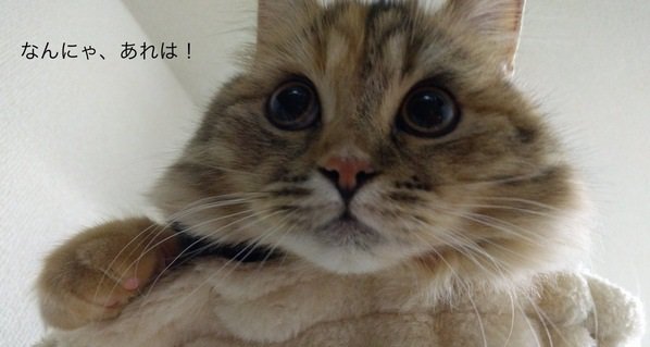 「あれは何ニャ？」獲物かと思ってドキドキしたけど早とちりだった猫ちゃん