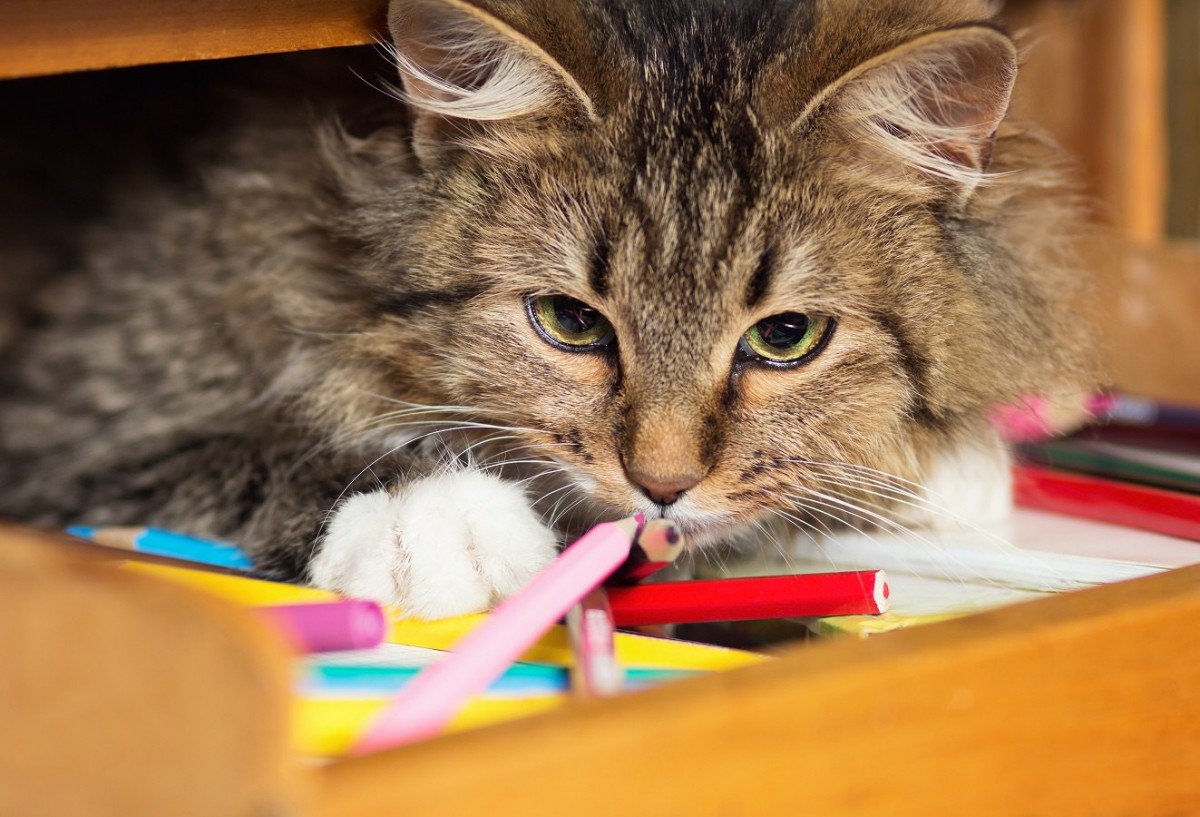 出しっぱなしにすると猫に危険な物４つ