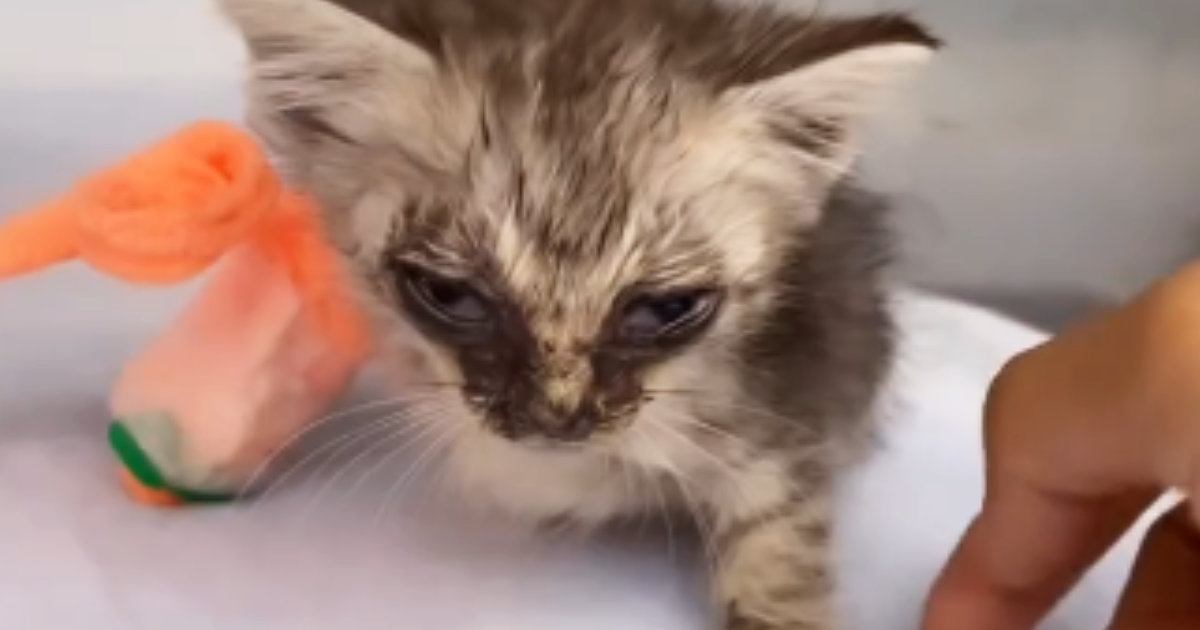 意識もなく『瀕死だった子猫』を保護してお世話した結果…『見違える変化』に涙が止まらないと134万再生「目頭が熱くなった」「すごく綺麗」