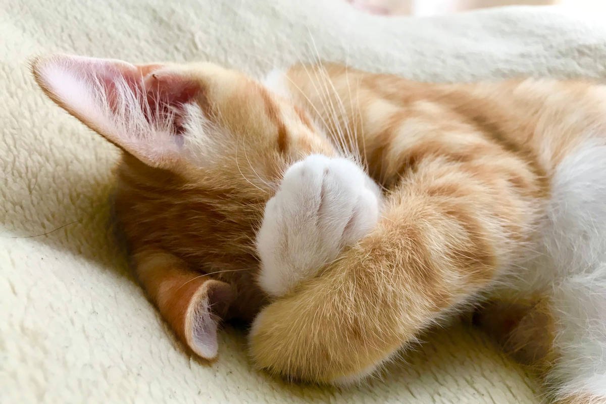 猫にも『恥ずかしい』という感覚はある？失敗をゴマかす行動に見られる、本当の理由