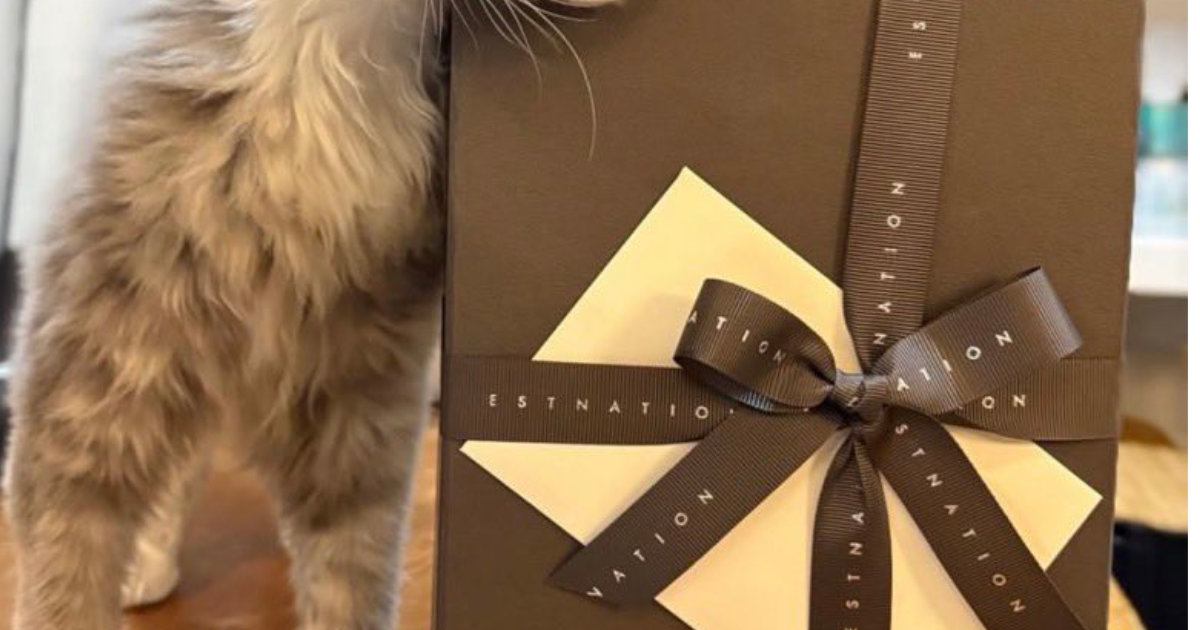 病気を乗り越えた保護猫→里親さんから『現在の様子』が送られてくると…可愛すぎる光景に３万いいね「あざとい」「表情がとってもいい」