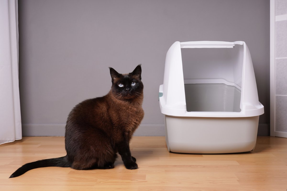 猫をガッカリさせてしまう『トイレ環境』4選　健康を損なう危険性も？改善のポイントまで解説
