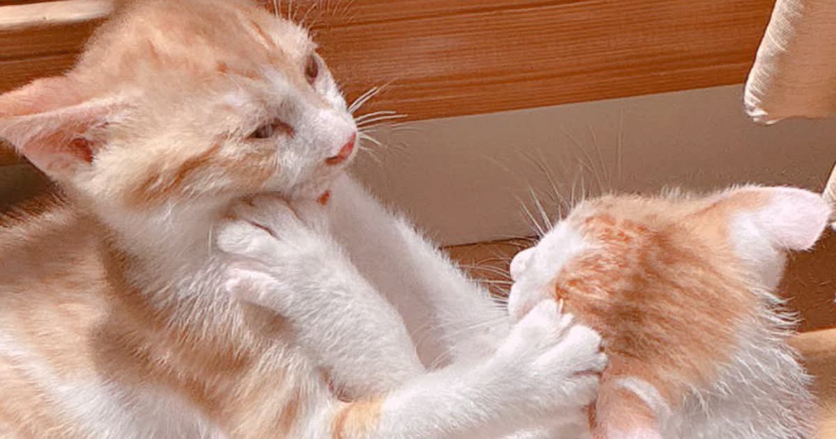 取っ組み合いをしていた『2匹の子猫』→しばらくして様子を見てみると…「癖がすごいｗ」「想像を超えた寝方してた」と反響