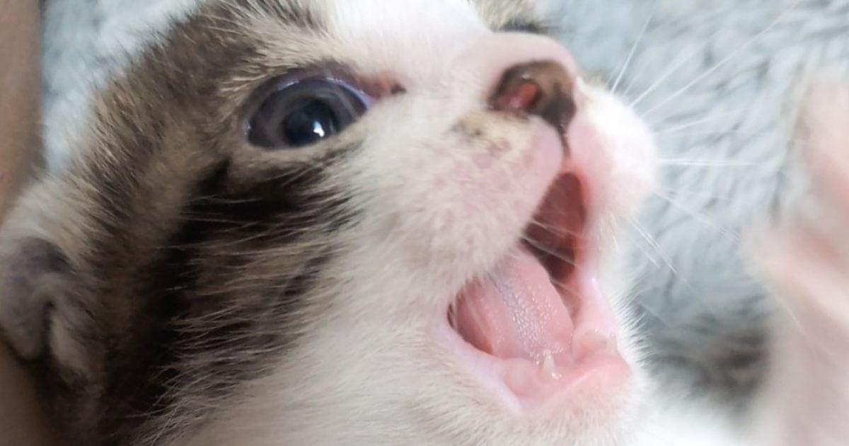 子猫の『乳歯』を撮影しようとした結果…あまりにも可愛すぎる瞬間に癒される人が続出「赤ちゃんすぎて尊い」「ほっこりした」と1万いいね