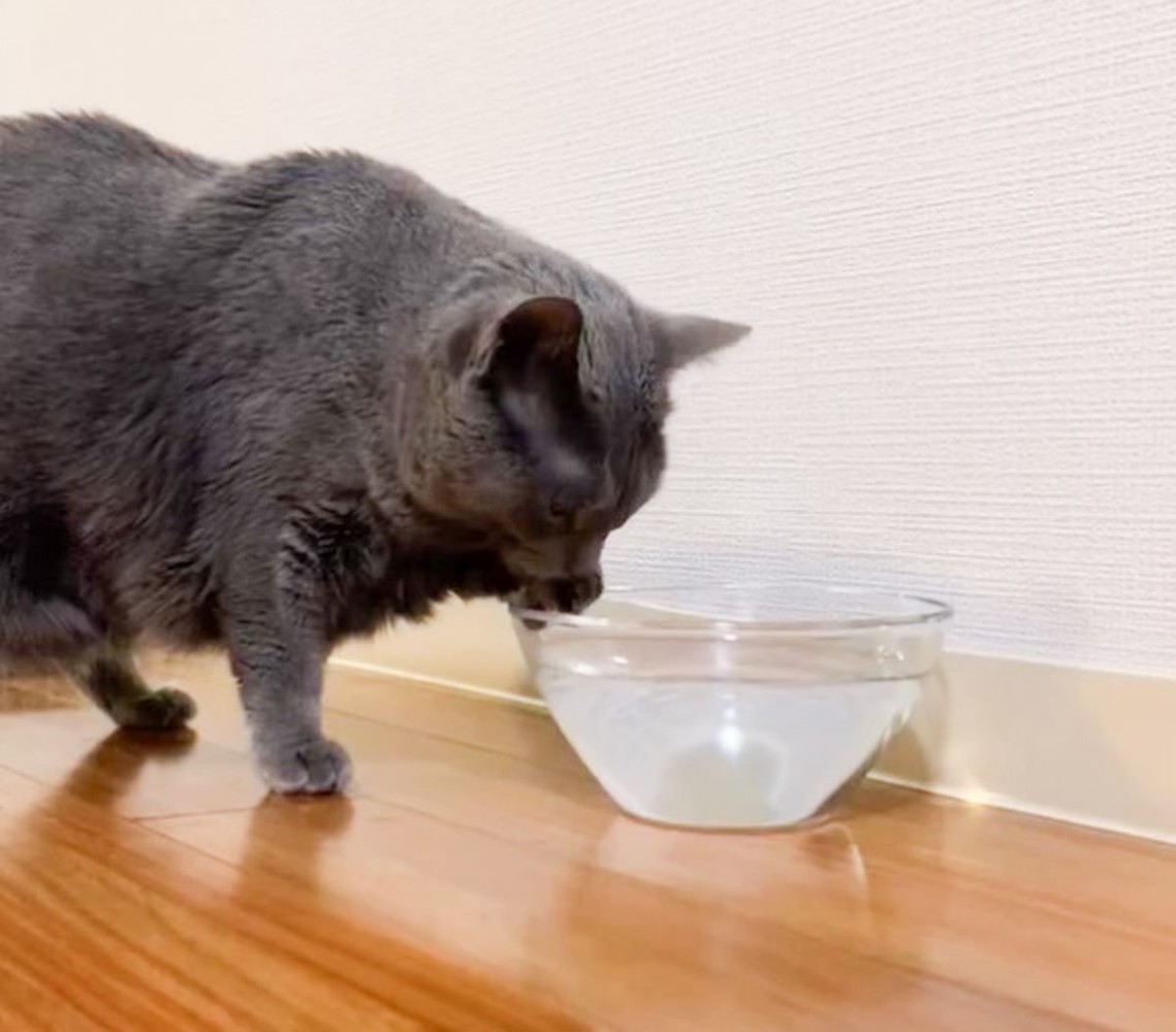 手をつかって水を飲んでいた猫…天才的すぎる『気付き』に335万表示の大反響「ブレイクスルーの瞬間」「世紀の発見ｗ」と話題に