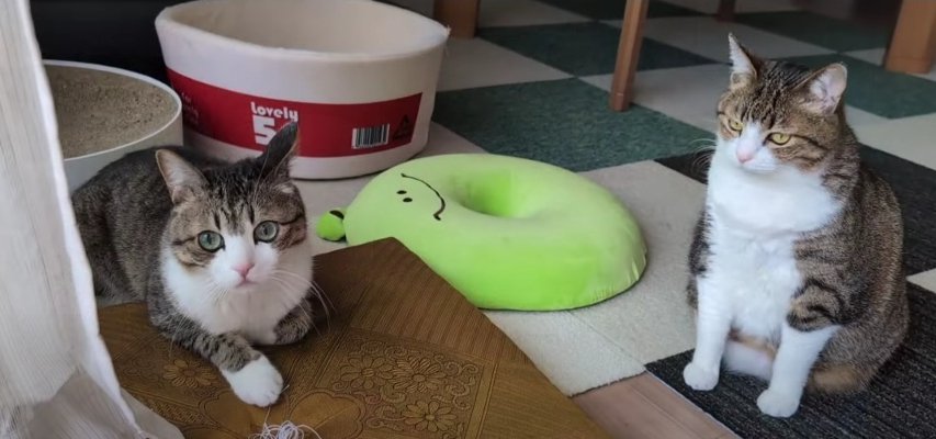 ジメジメ梅雨もなんのその！遊びたい兄猫ちゃんと気分が乗らない弟猫ちゃん