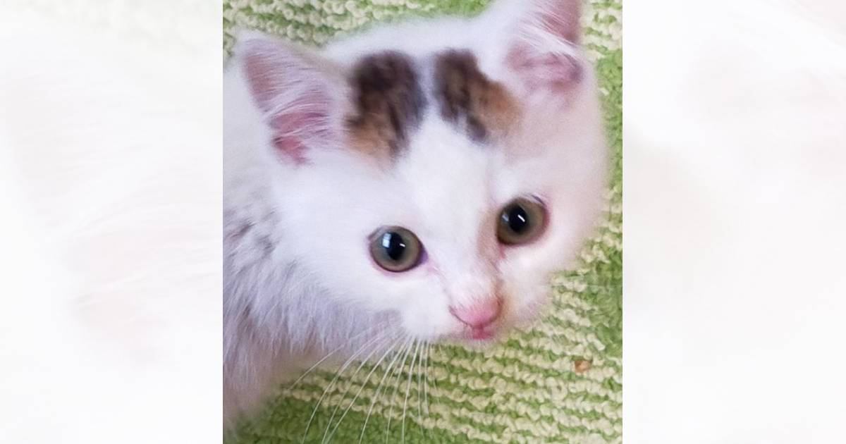八の字眉毛が可愛い『きゅるるんお目目な赤ちゃん猫』が今では……予想外の『ビフォーアフター』に爆笑の声「立派になったねｗ」「吹いた」