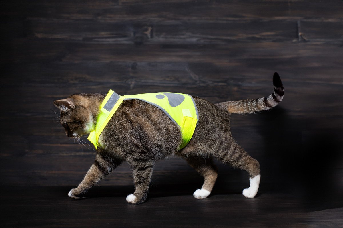 「小さな警察官」は、世界中にファンをもつ人気猫！実際に仲間猫を助けた経験も　オランダ
