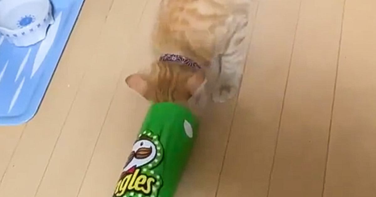 細長いポテトチップスの筒に入ろうと『猫が突っ込んだ』結果…可愛すぎる瞬間が56万表示「耳の激しいピコピコがたまらんｗ」「耳が可愛い」
