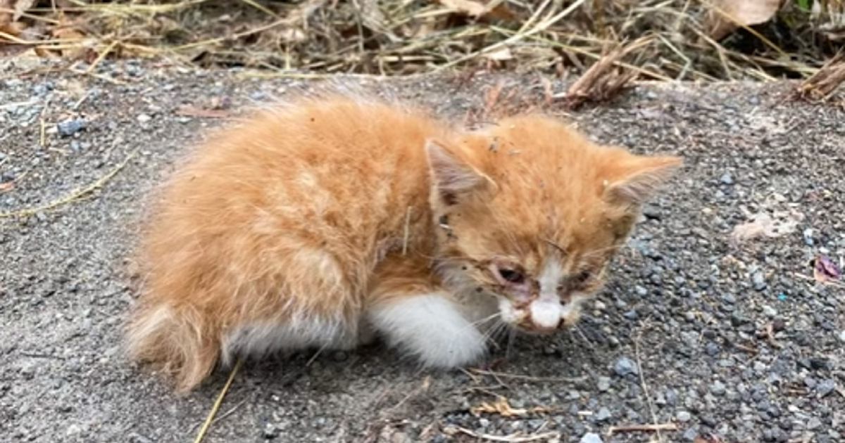 たくさんの草に埋もれていた『ボロボロの子猫』を保護してお世話した結果…『現在の様子』に涙する人が続出「もう拍手」「運命の出会いだね泣」