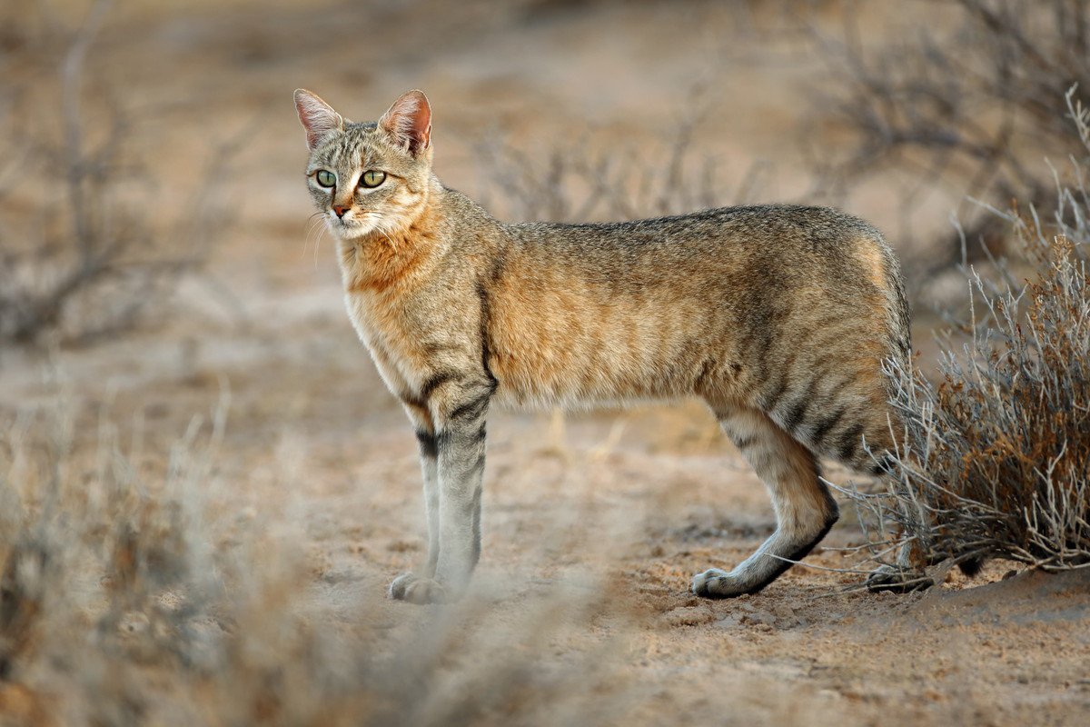 猫の祖先「リビアヤマネコ」とは？特徴やどのような歴史でイエネコになったのか解説