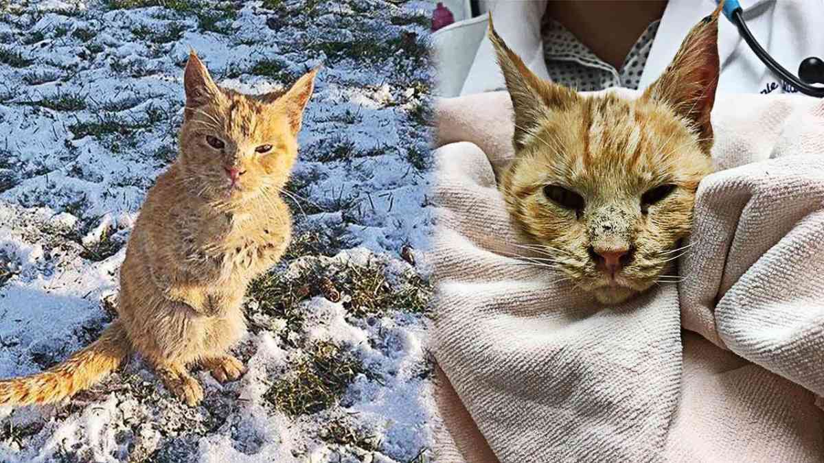 先天性の奇形を患う野良猫…永遠の家族と出会い幸せに！