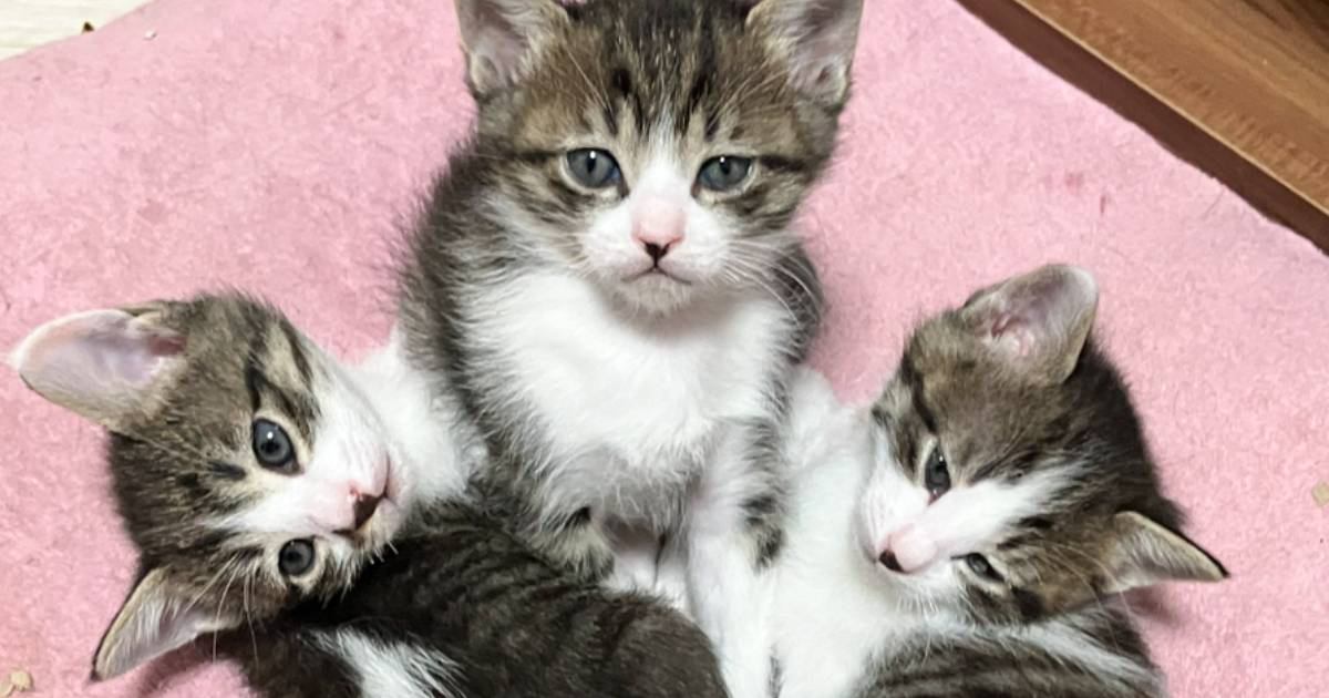 こんなにも小さかった3匹の子猫→少し時間が経つと…『劇的なビフォーアフター』に反響続々！「可愛さもさらに増した」「すくすく育ってるね」
