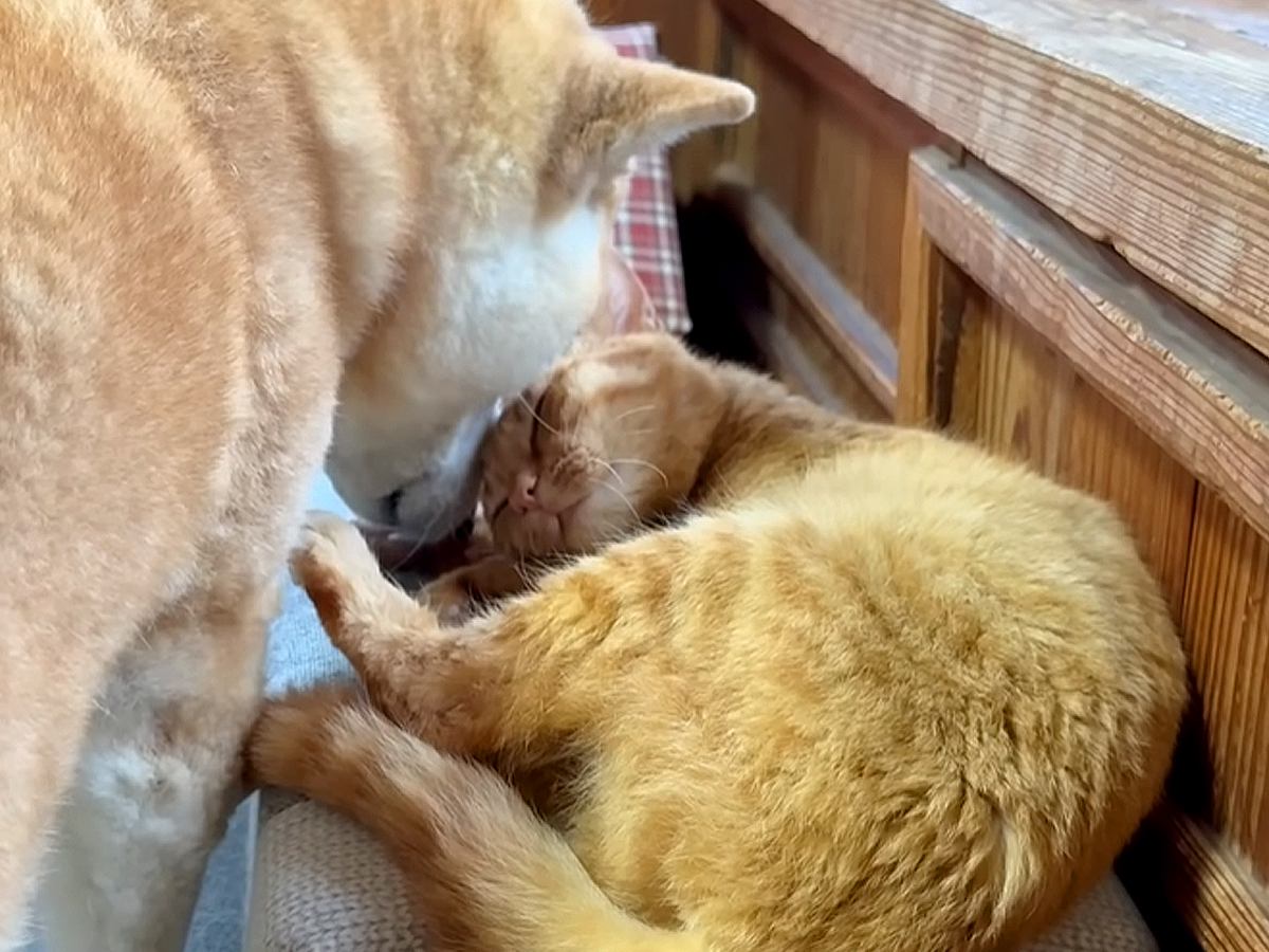 お昼寝中、同居犬の強引なペロペロで起こされた猫…まさかの『優しすぎる神対応』に「控えめな抵抗が可愛い」「お互い大切なのが伝わる」